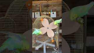 Birds toys |Funny birds|#shorts #birdtoys #playing #funnybirds #budgies #birdfarm #beautifulbirds