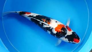 Ooya koi farm showa Female Nisai @Heeschkoi5384