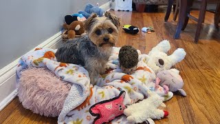 Rylies Afternoon Fun with an unexpected Surprise! #yorkies #funnyvideo #viralvideo #Rylie