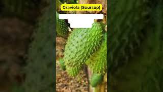 "Graviola Soursop" Health Benefits Herbal Plant #holistic #medicinalplants #herbalmedicine