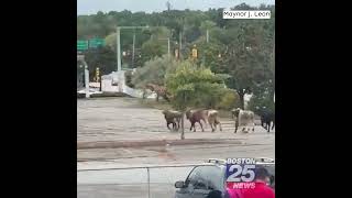 Bulls Escape from Rodeo, Take Down Fence! 🐂🏃‍♂️