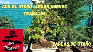 En cada época hay trabajos que hacer a nuestros árboles, aquí no se para #bonsai