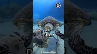 WHY SEA TURTLES EAT VENOMOUS JELLYFISH!🤯🐢⚠️#animals #animalfacts #seaturtles #jellyfish