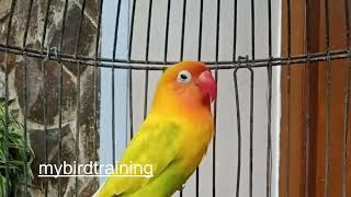 Lovebird Singing || Suara Lovebird Gacor ini Bikin Emosi Naik Nyaut Ngekek Panjang