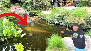 World’s Largest Koi Fish!