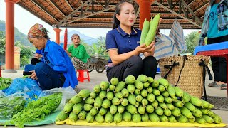 Harvesting Melon Fruit Garden Goes to the market sell - Gardening | Ly Thi Tam