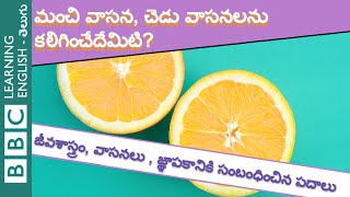 What makes a smell good or bad? - మంచి వాసన, చెడు వాసనలను కలిగించేదేమిటి? - Express English