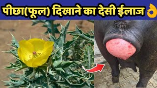 गाय/भैंस का पीछा(फूल)दिखाने का देसी ईलाज| Picha fool dikhane ka desi illaj /Prolapse Treatment.