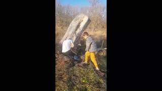 Cutting big walnut log direct on trailer