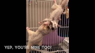 Sugar Gliders - Scent Marking and Bonding