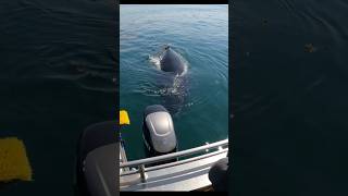 Baby Whale gives boat it's bump of approval!