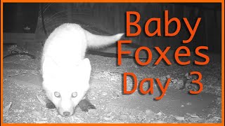 Baby Foxes (Day 3)