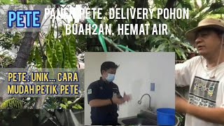 MIX : CARA MUDAH PANEN PETE, DELIVERY POHON BUAH2AN, HEMAT AIR