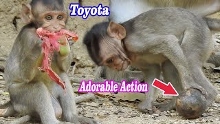 Attractive action of Adorable active Toyota, Look very happy Toyota is playing with ball on ground