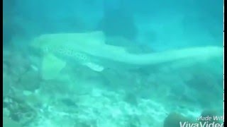 LEOPARD ZEBRA SHARK SIMILAN 2016