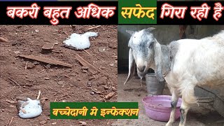 Bakri Bahut Adhik Safed Gira Rahi Hai |बकरी के बच्चेदानी मे इन्फेक्शन |Vimalumrao