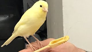 Hand tame babies canary video