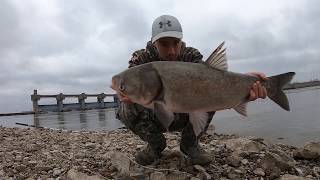 Eradicating an INVASIVE SPECIES in the river!