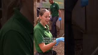 Training lemurs - Conservation HQ - Episode 7  #animal