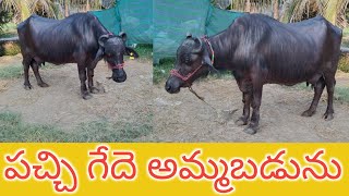 buffalo for sale 8520909619 | murrah buffaloes |dairy farming