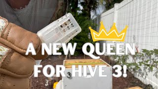 A New Queen for Hive 3!