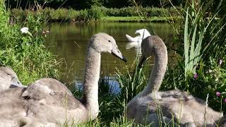 Pentwyn lake swan family 2023