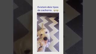 E aí qual é o seu cachorro? 🤣🤣 #shorts #shortsvideo