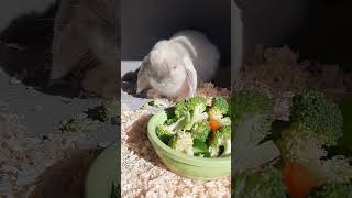 Bunny dinner time!