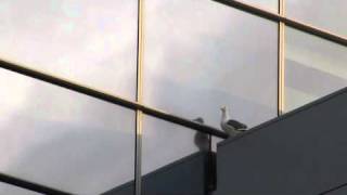 Seagull Hates Skyscraper