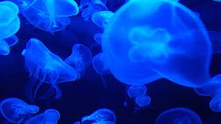 #Футаж танцы голубых медуз ◄4K•HD► #Footage dancing blue jellyfish