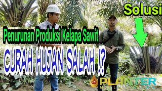 Penurunan Produksi Kelapa Sawit‼️ Curah Hujan Salah ⁉️