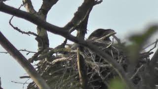 Гнездо Ворона / Raven's nest