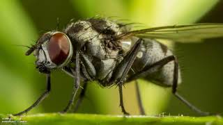 Un organisme  est constitué d'organes