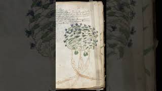 Bản Thảo Voynich || Số 8 #shorts #banthaovoynich #bian #profilex627