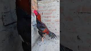 #rooster  aseel breeder