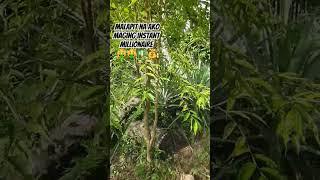 #shorts #agarwood #agarwoodtree #gaharu #gaharuindonesia #kmjs #oudoil #fyp