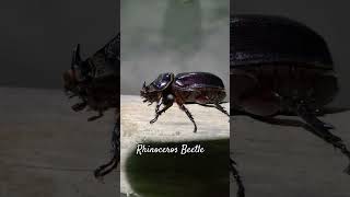 Coconut Rhinoceros Beetle | Oryctes Rhinoceros|Mostly found in Coconut Palms | #Shorts