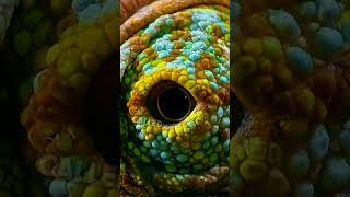 How Do Chameleons Change Color? 🦎 #shorts #animals #camouflage