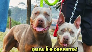 cruza de Pit Bull o correto? levar a fêmea no território do macho? ou macho no território da fêmea ?