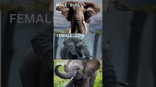 Names of male ,female and babies of the animals .