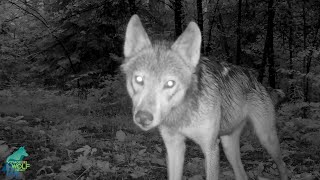 The wildlife on an old Forest Service road