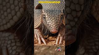 Armadillo: 5 Mind-Blowing Facts You Won't Believe!