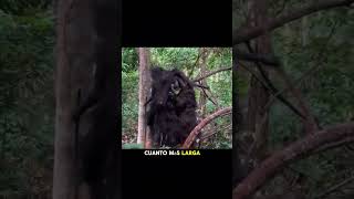 Tribu MANTE  #viral #tribute  #miedo #scary #scarystories #misterio #paranormal #paranormalactivity