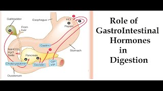 Role of GastroIntestinal Hormones in Digestion | Class XI | Neet Biology | Digestion & Absoption