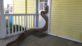 African Rock Python tries to Enter Home--Eats Rabbit Instead (Time Lapse X5)