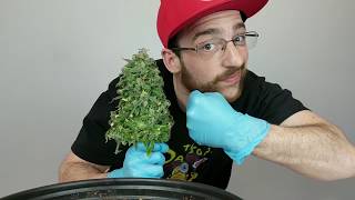 HARVEST DAY. THE BIGGEST BUD I HAVE EVER GROWN.  INDOOR GROW UPDATE