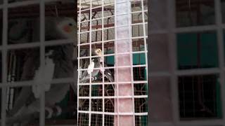 cockatiel pet parrot Sound #cockatiel #pets #birds #sound #parrot #cockatielbird  #shorts #youtube