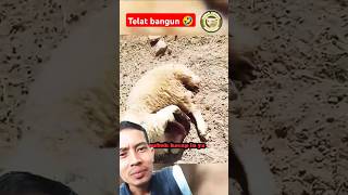 Telat bangun 🤣 #lucu #sheep #animals #funny #memes @DemikAnimal