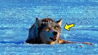 Hunter Finds Injured Mama Wolf Frozen In Ice. What He Did Next Is Very Shocking!