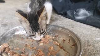 july 2023 feeding the cats